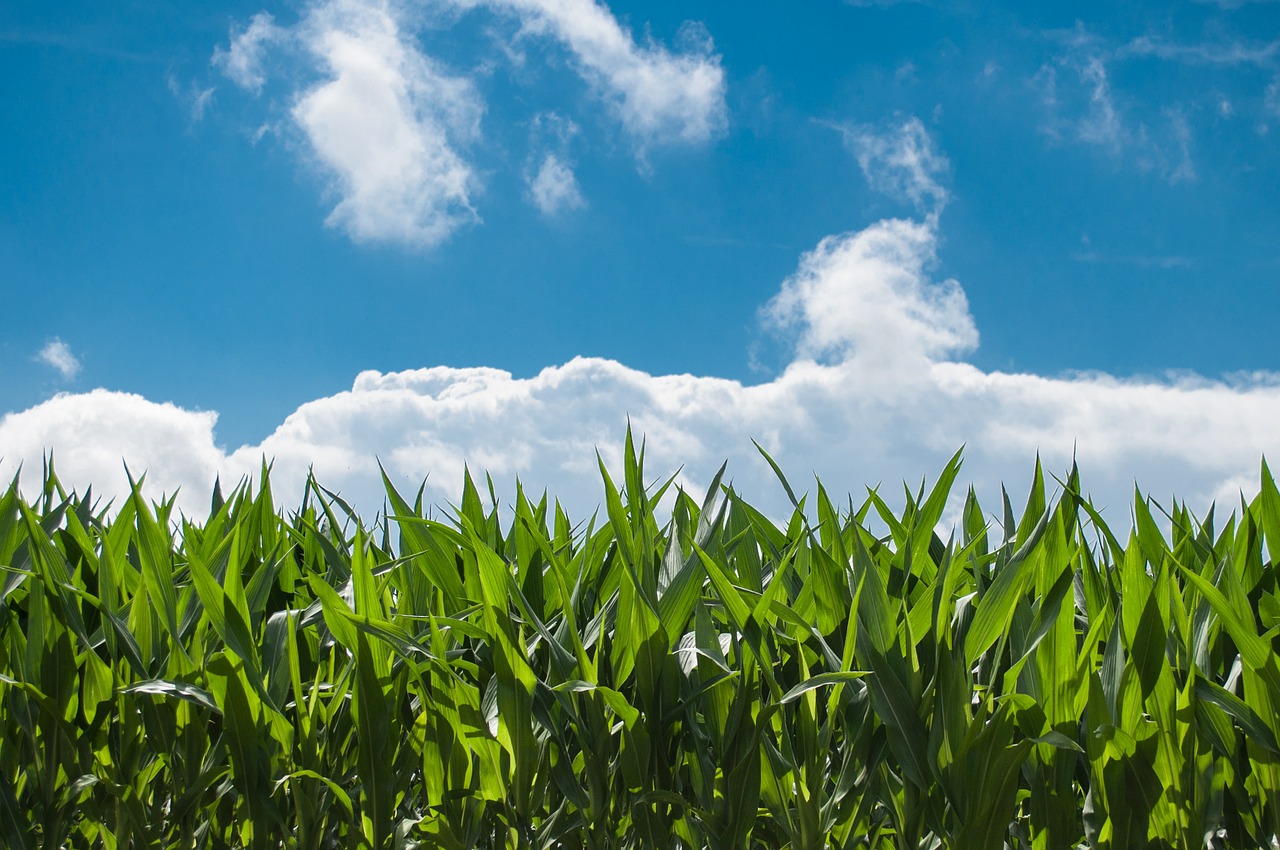 farmland for sale